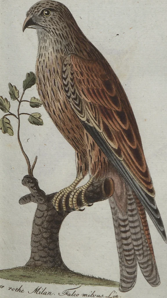 An illustration from (Band 4): Viertes Hundert, 1802, leaf 108