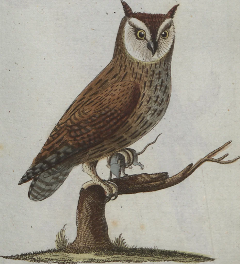 An illustration from (Band 4): Viertes Hundert, 1802, leaf 109