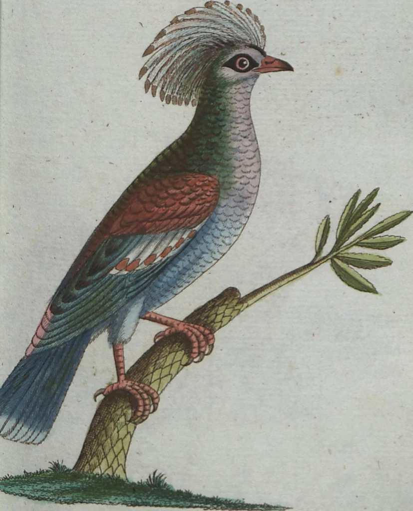 An illustration from (Band 4): Viertes Hundert, 1802, leaf 112