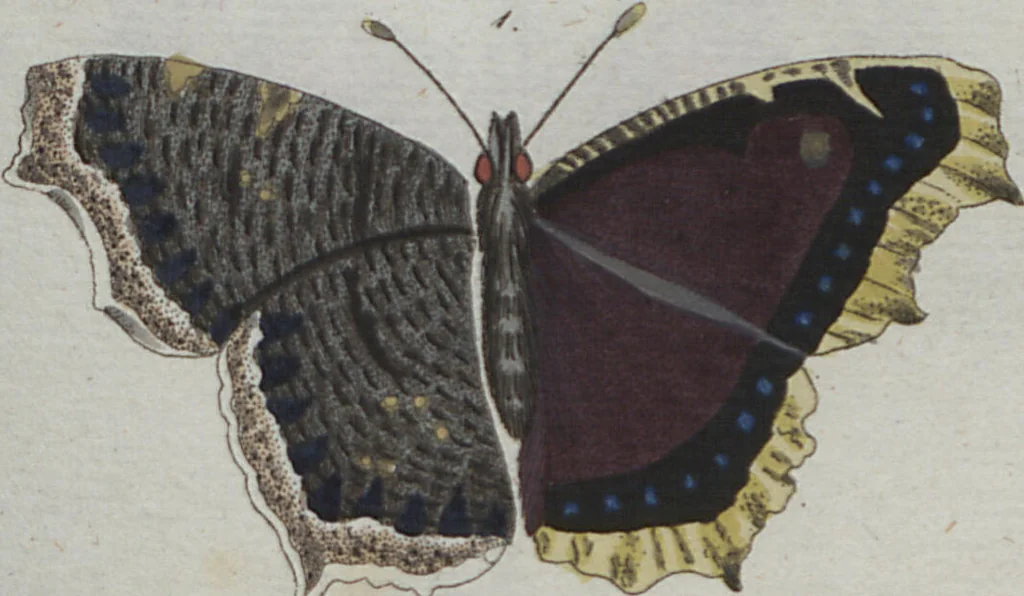 An illustration from (Band 4): Viertes Hundert, 1802, leaf 115