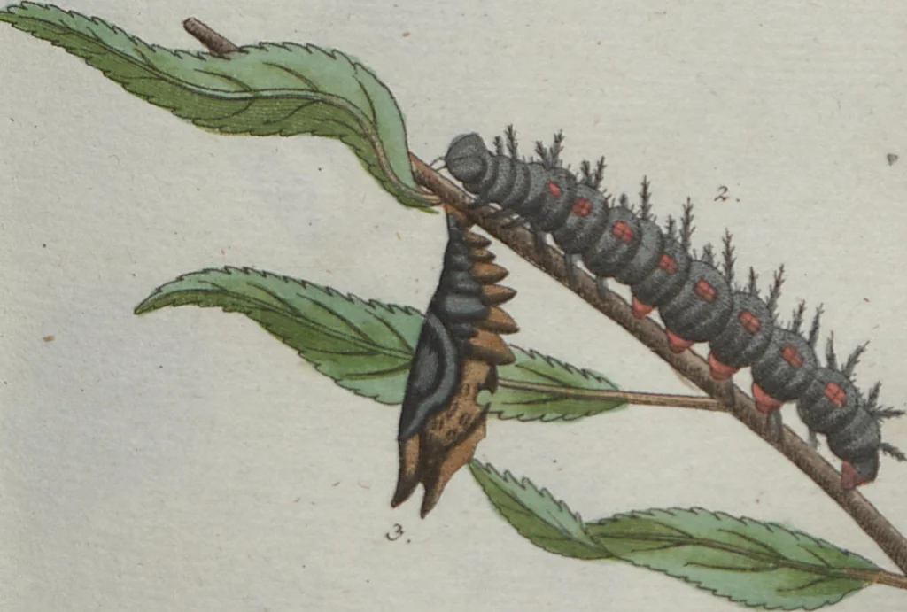 An illustration from (Band 4): Viertes Hundert, 1802, leaf 115