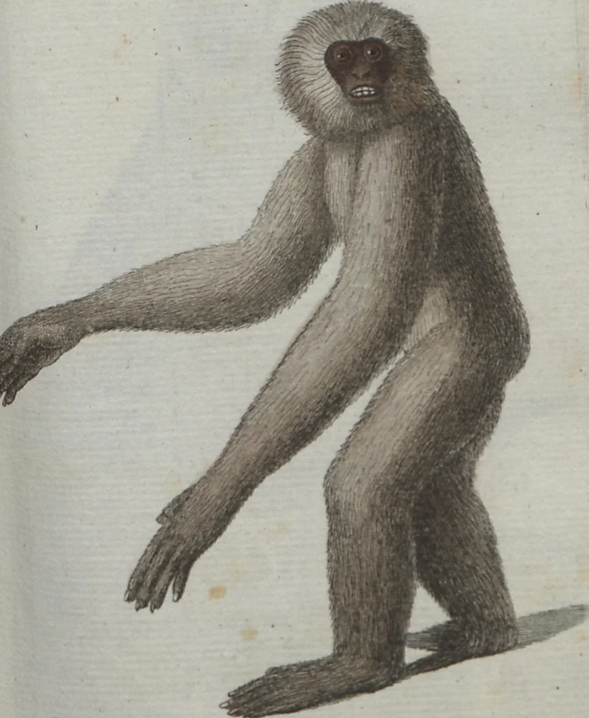 An illustration from (Band 4): Viertes Hundert, 1802, leaf 119