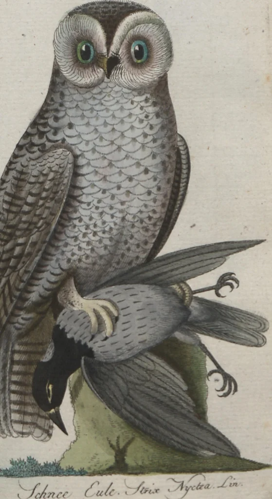 An illustration from (Band 4): Viertes Hundert, 1802, leaf 120