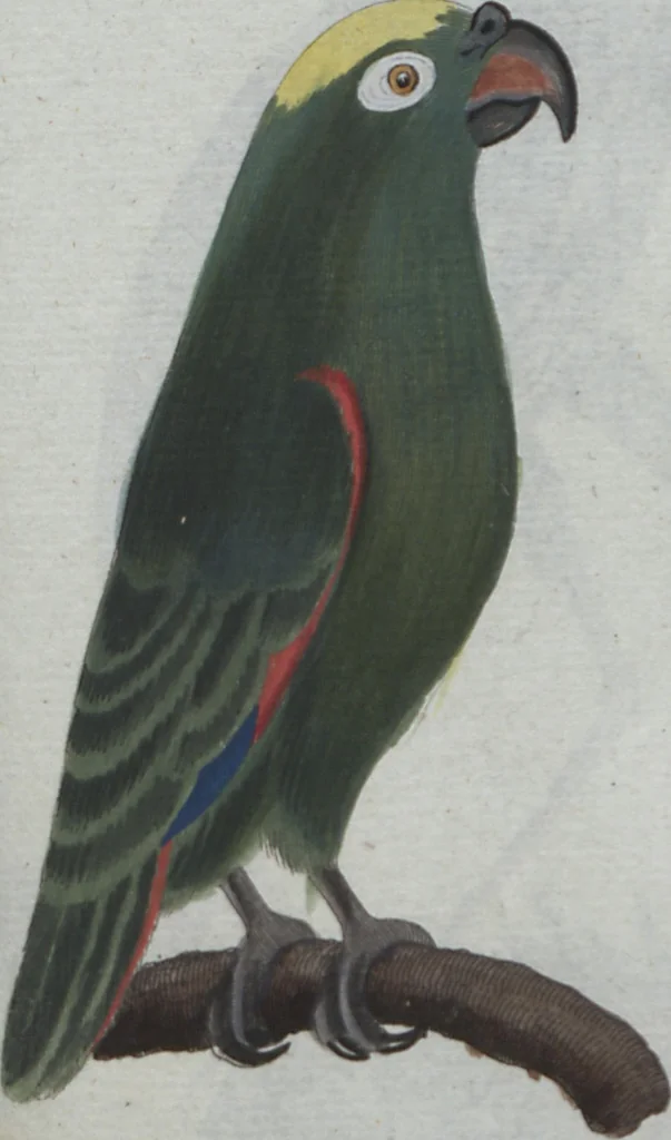 An illustration from (Band 4): Viertes Hundert, 1802, leaf 122