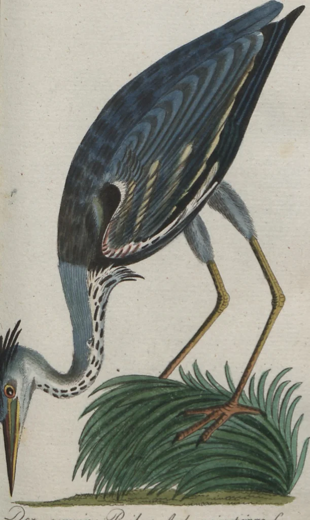 An illustration from (Band 4): Viertes Hundert, 1802, leaf 123