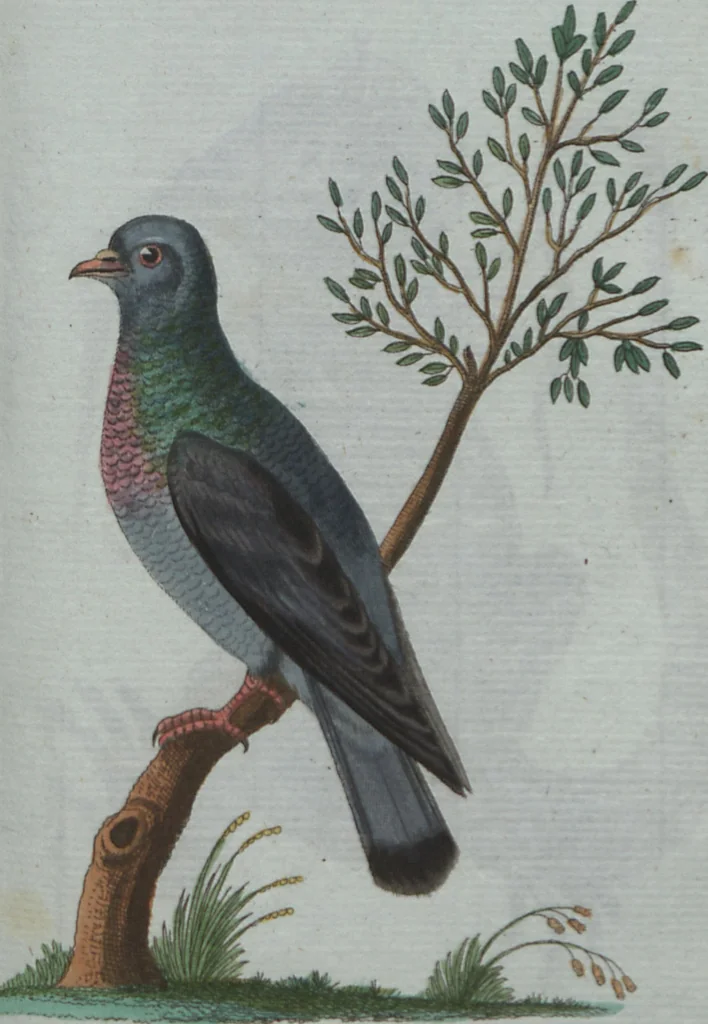 An illustration from (Band 4): Viertes Hundert, 1802, leaf 125