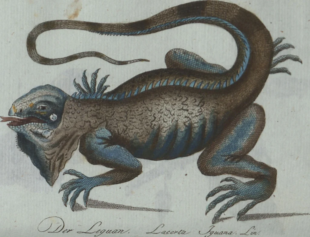 An illustration from (Band 4): Viertes Hundert, 1802, leaf 126