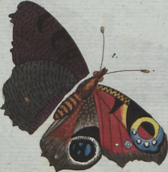 An illustration from (Band 4): Viertes Hundert, 1802, leaf 127
