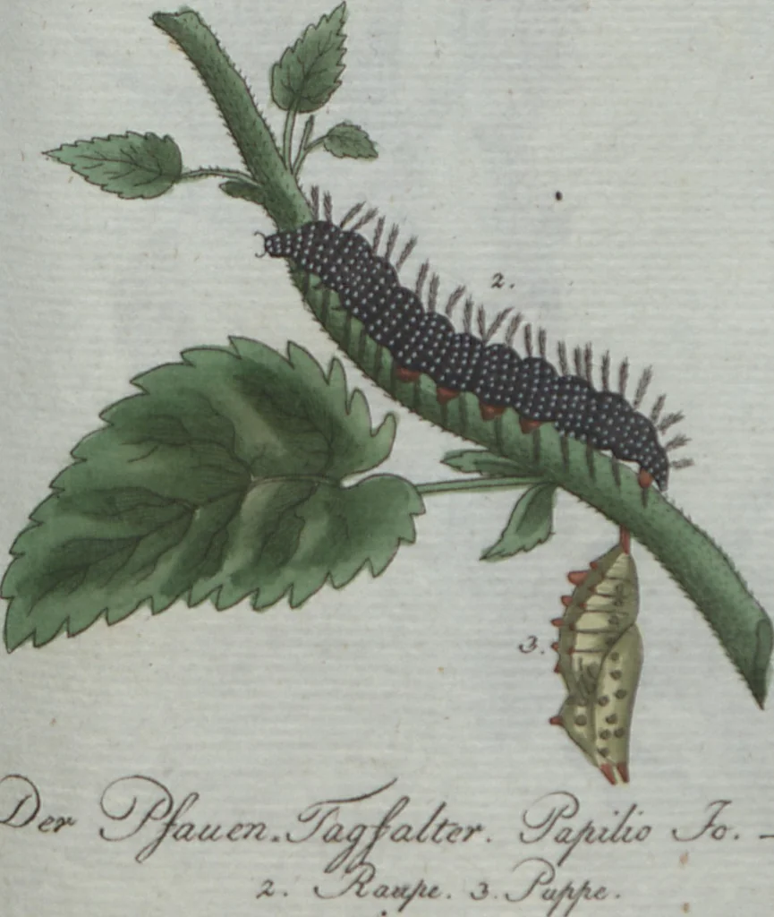 An illustration from (Band 4): Viertes Hundert, 1802, leaf 127
