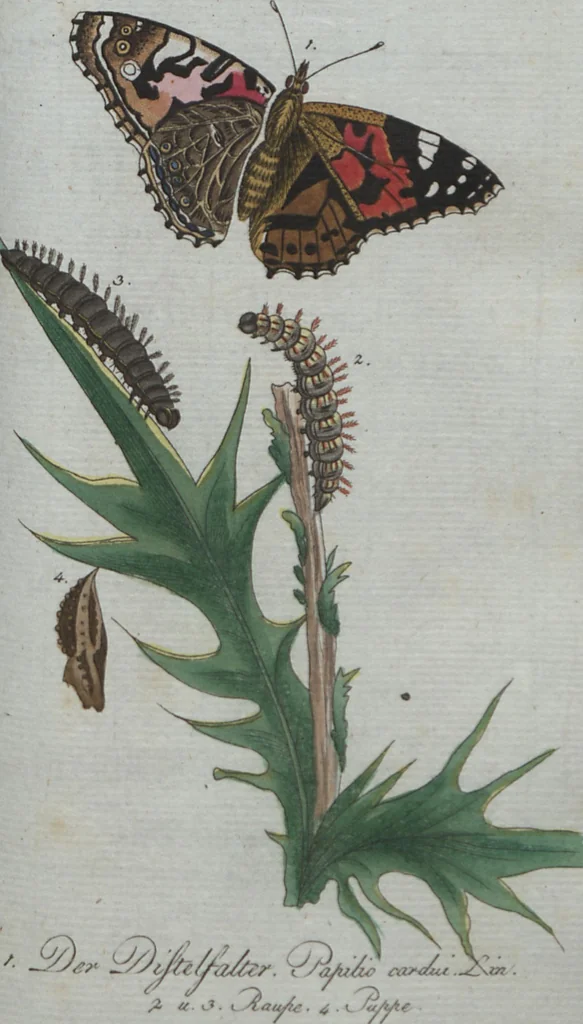 An illustration from (Band 4): Viertes Hundert, 1802, leaf 128