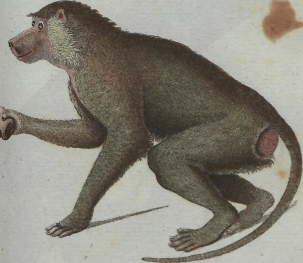 An illustration from (Band 4): Viertes Hundert, 1802, leaf 131