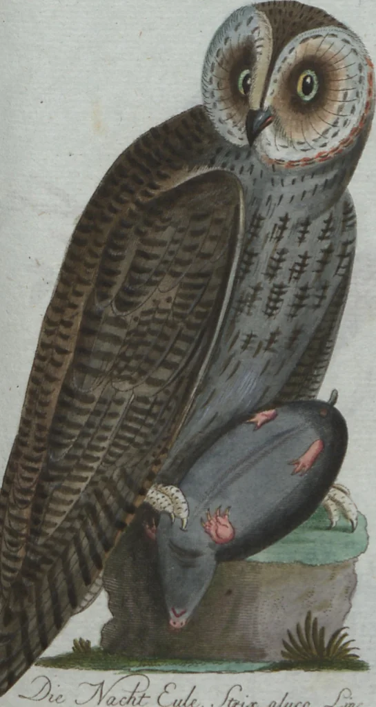 An illustration from (Band 4): Viertes Hundert, 1802, leaf 133