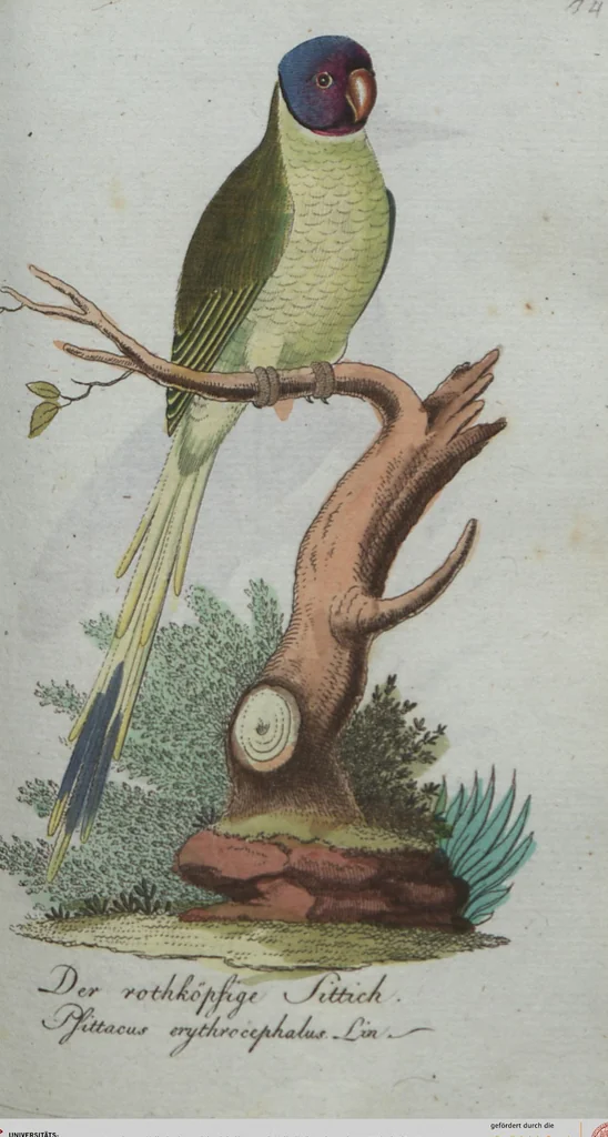 An illustration from (Band 4): Viertes Hundert, 1802, leaf 134