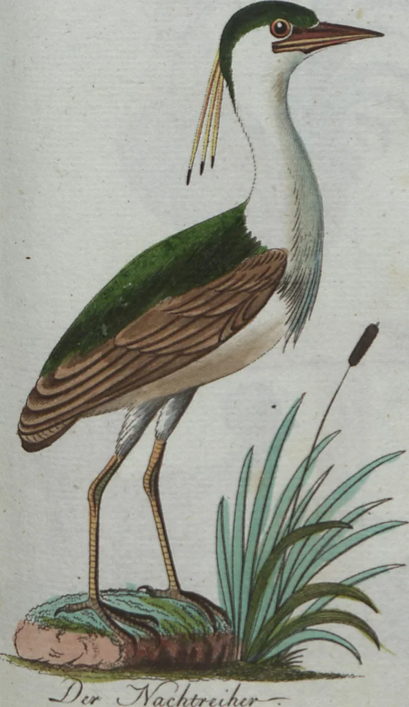 An illustration from (Band 4): Viertes Hundert, 1802, leaf 135