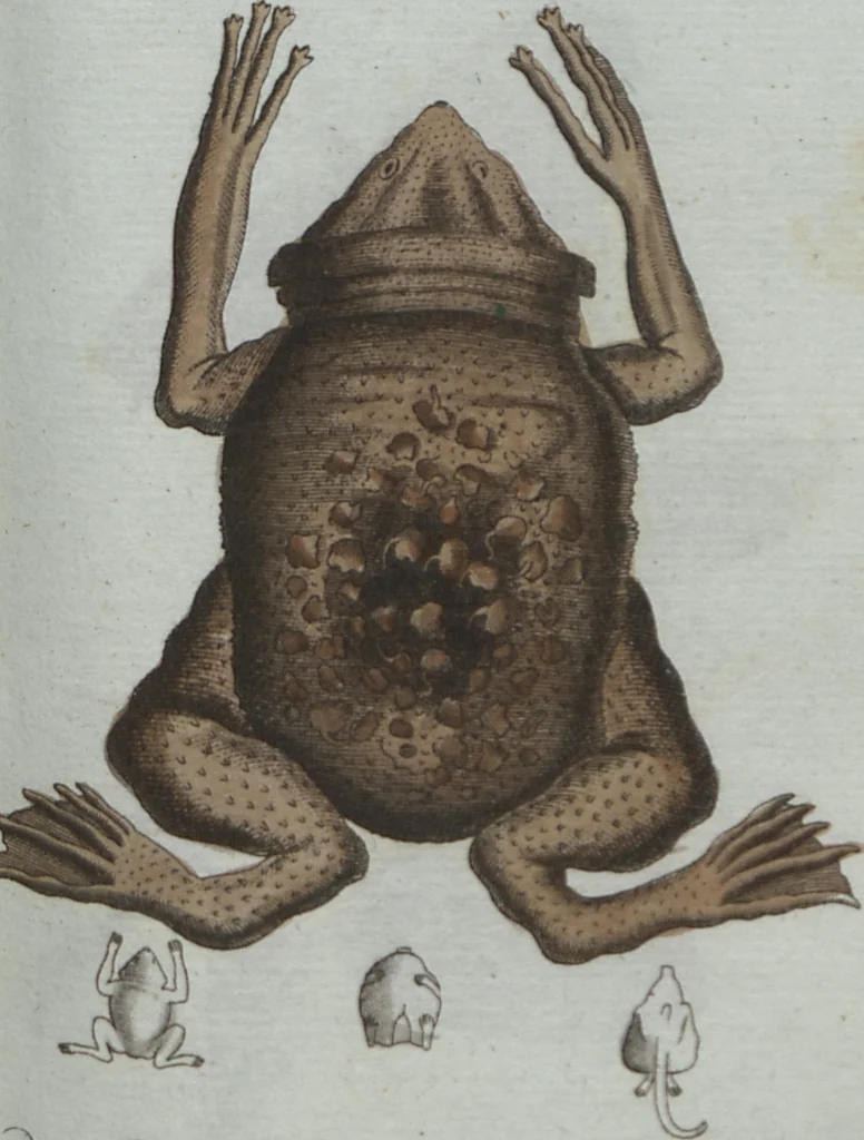 An illustration from (Band 4): Viertes Hundert, 1802, leaf 138