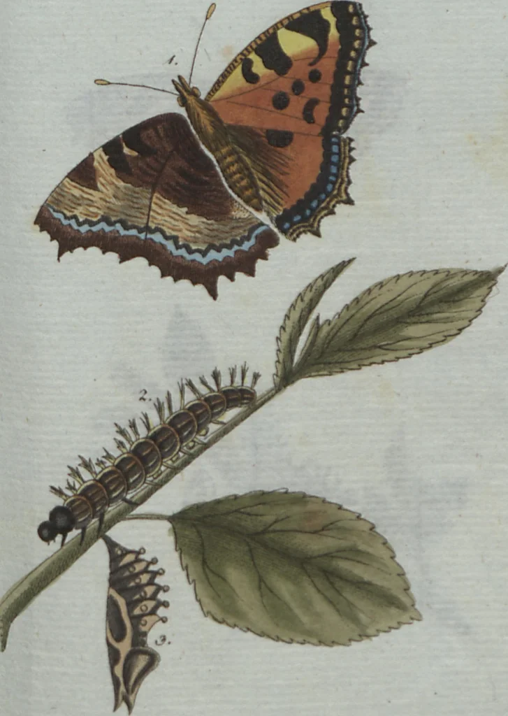 An illustration from (Band 4): Viertes Hundert, 1802, leaf 139