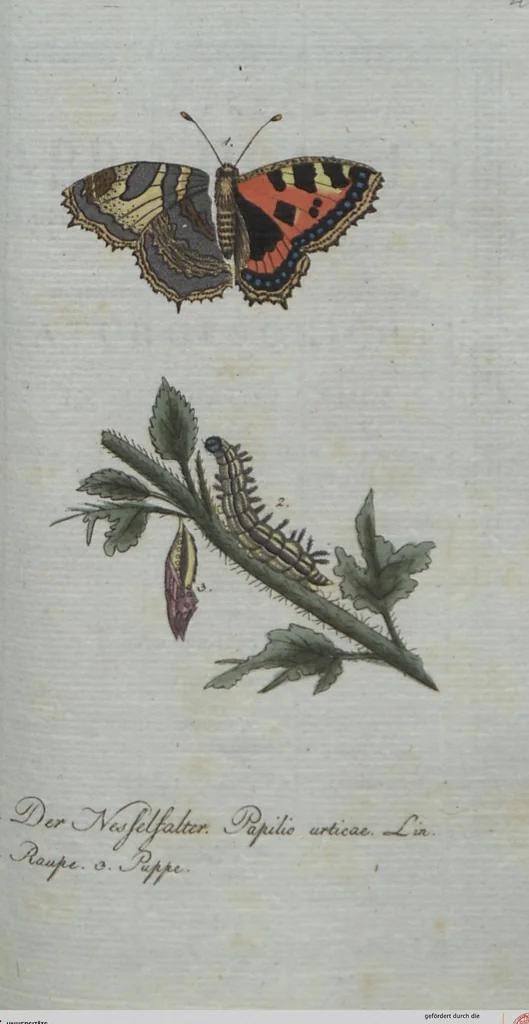 An illustration from (Band 4): Viertes Hundert, 1802, leaf 140