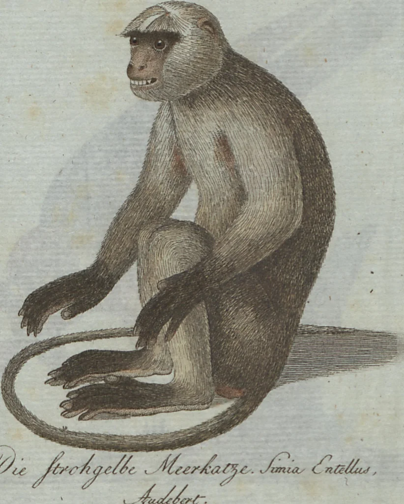An illustration from (Band 4): Viertes Hundert, 1802, leaf 143