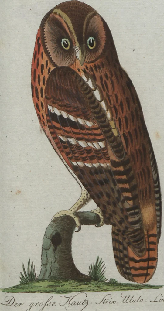 An illustration from (Band 4): Viertes Hundert, 1802, leaf 145