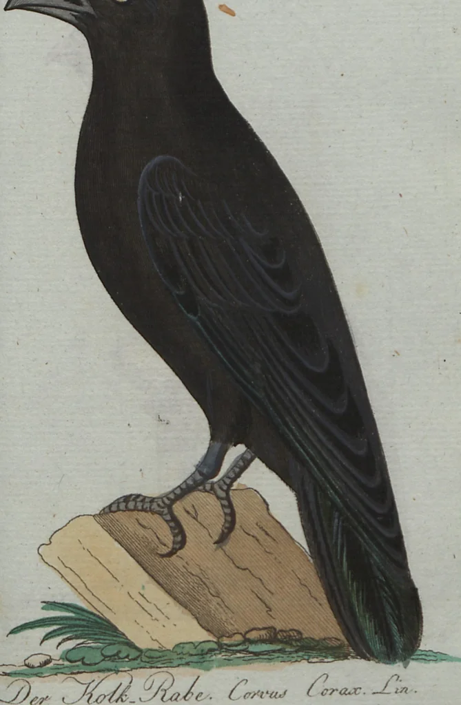 An illustration from (Band 4): Viertes Hundert, 1802, leaf 146