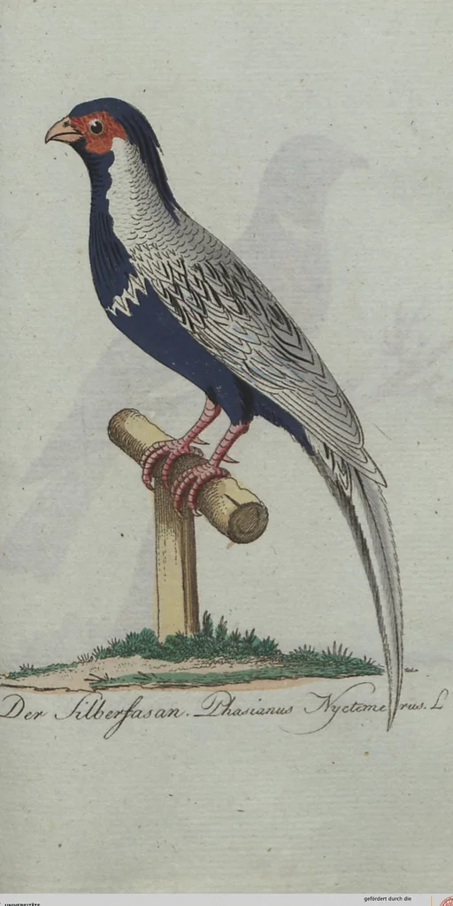 An illustration from (Band 4): Viertes Hundert, 1802, leaf 147