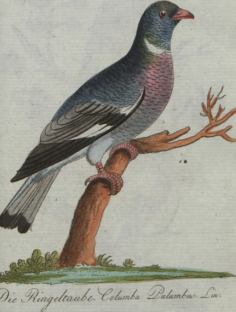 An illustration from (Band 4): Viertes Hundert, 1802, leaf 148