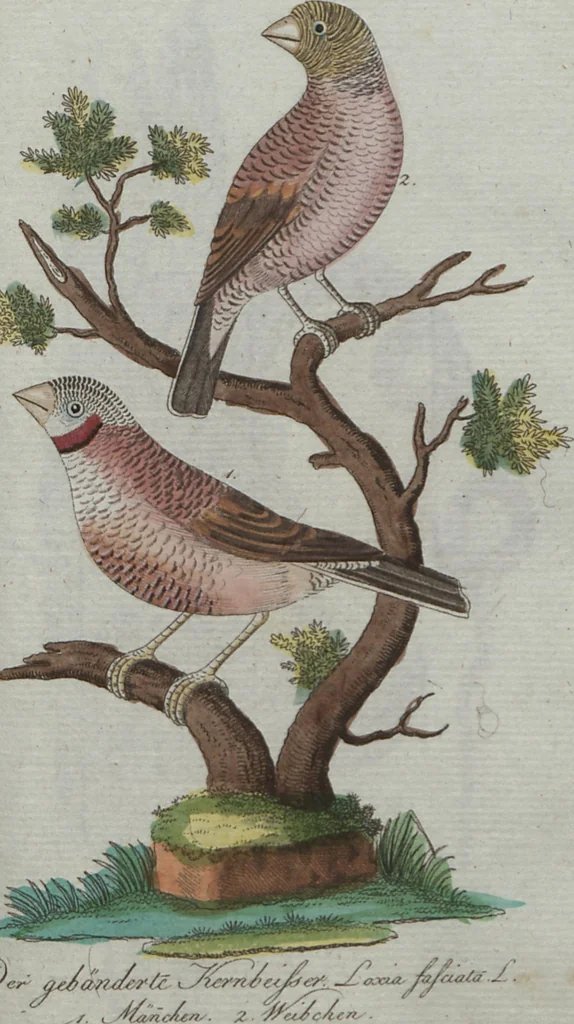 An illustration from (Band 4): Viertes Hundert, 1802, leaf 149