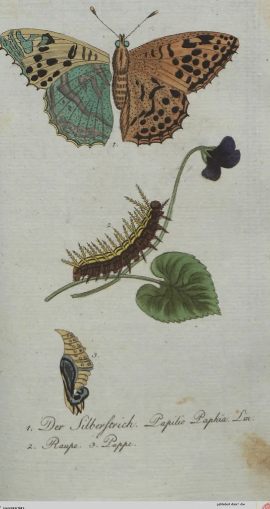 An illustration from (Band 4): Viertes Hundert, 1802, leaf 152