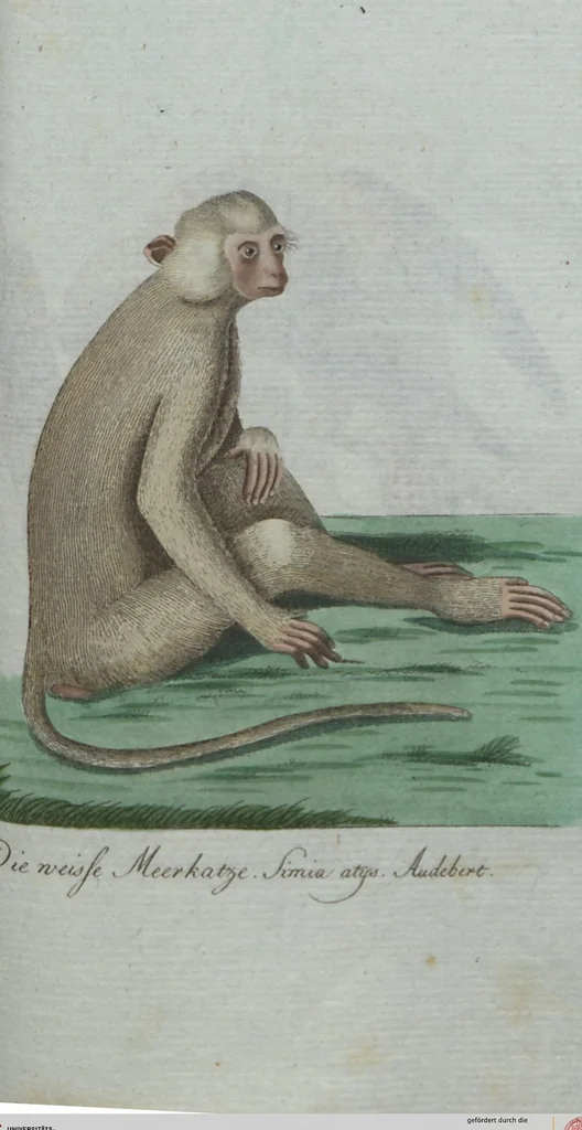 An illustration from (Band 4): Viertes Hundert, 1802, leaf 155