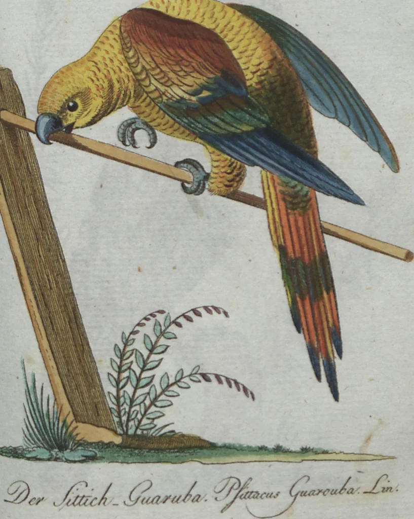 An illustration from (Band 4): Viertes Hundert, 1802, leaf 156