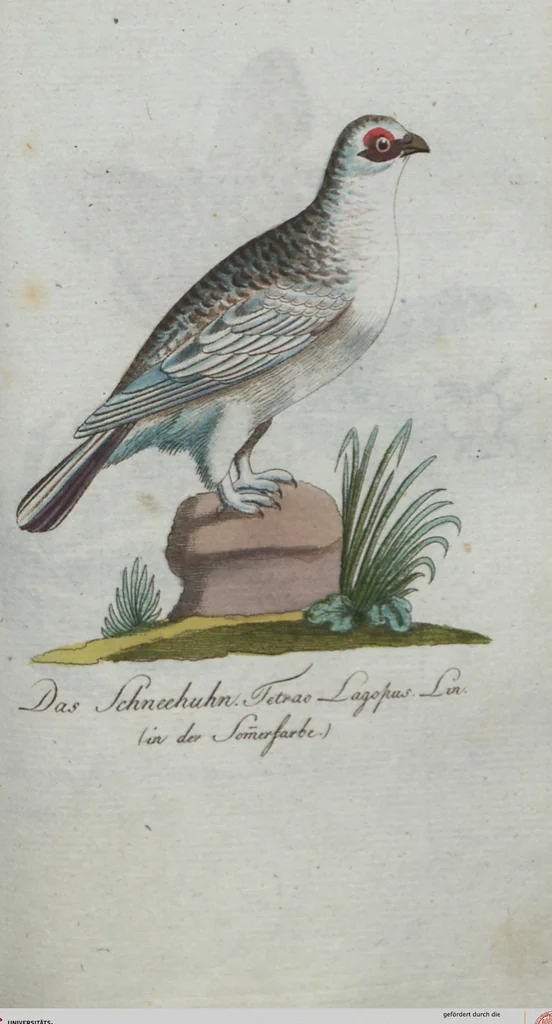 An illustration from (Band 4): Viertes Hundert, 1802, leaf 160