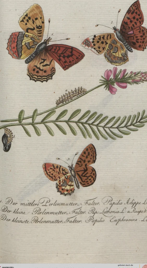 An illustration from (Band 4): Viertes Hundert, 1802, leaf 162