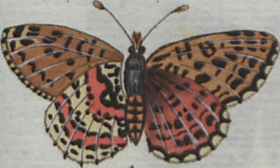 An illustration from (Band 4): Viertes Hundert, 1802, leaf 163
