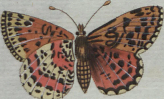 An illustration from (Band 4): Viertes Hundert, 1802, leaf 163