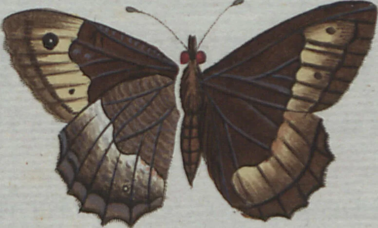 An illustration from (Band 4): Viertes Hundert, 1802, leaf 164