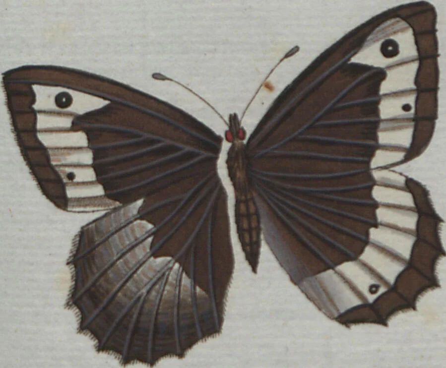 An illustration from (Band 4): Viertes Hundert, 1802, leaf 164