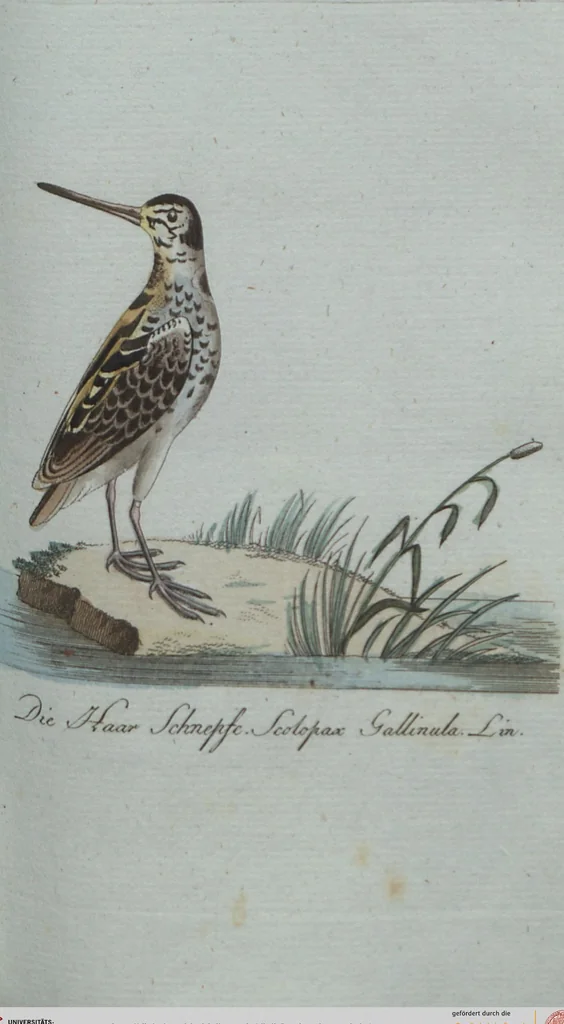 An illustration from (Band 4): Viertes Hundert, 1802, leaf 169