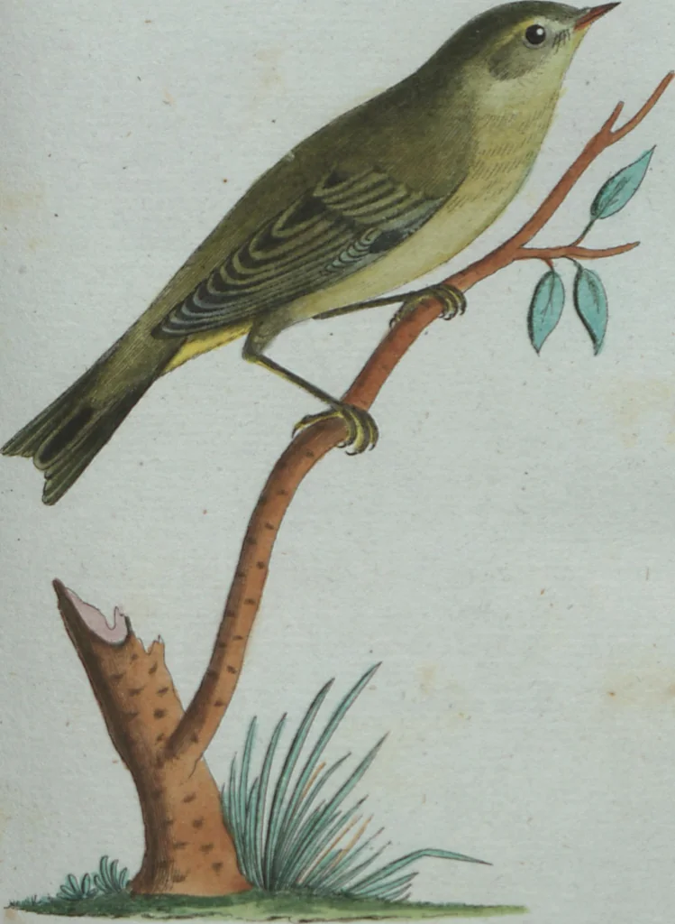 An illustration from (Band 4): Viertes Hundert, 1802, leaf 172