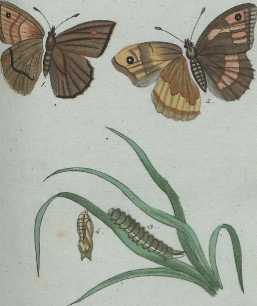 An illustration from (Band 4): Viertes Hundert, 1802, leaf 173