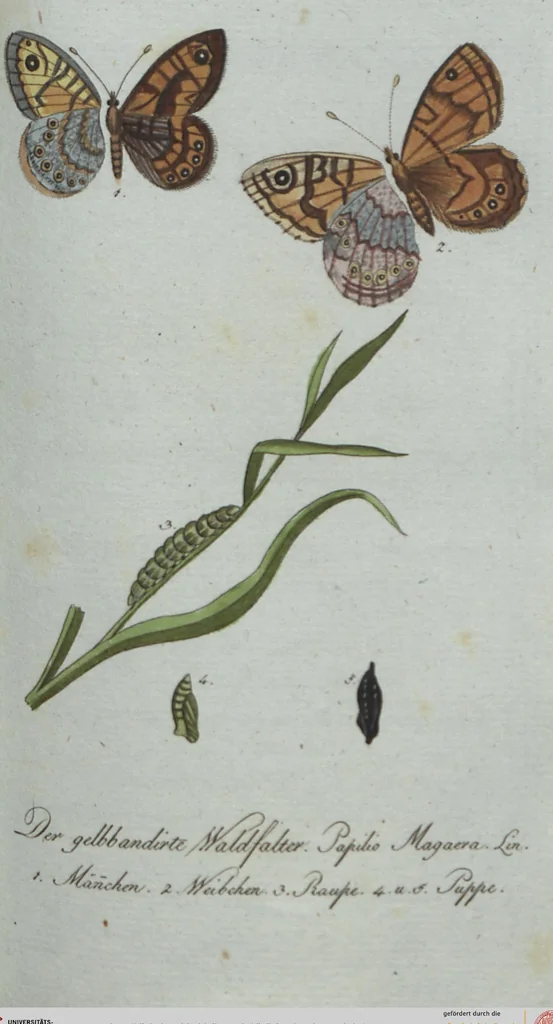 An illustration from (Band 4): Viertes Hundert, 1802, leaf 176