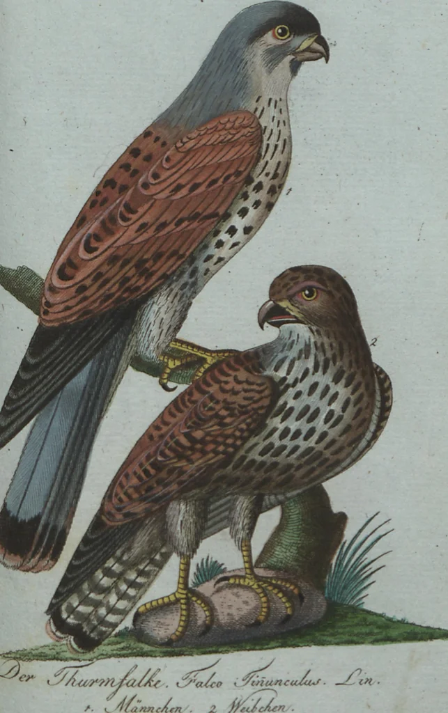 An illustration from (Band 4): Viertes Hundert, 1802, leaf 180