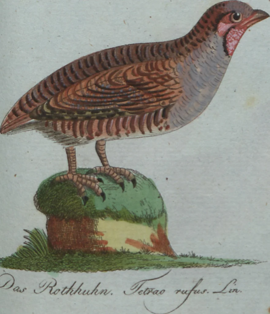 An illustration from (Band 4): Viertes Hundert, 1802, leaf 183