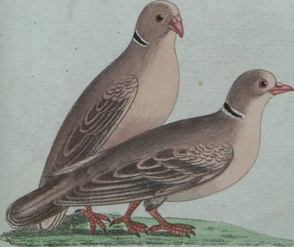 An illustration from (Band 4): Viertes Hundert, 1802, leaf 184