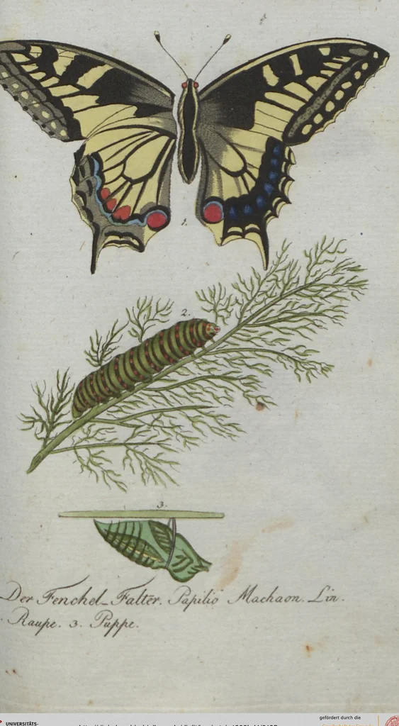 An illustration from (Band 4): Viertes Hundert, 1802, leaf 185