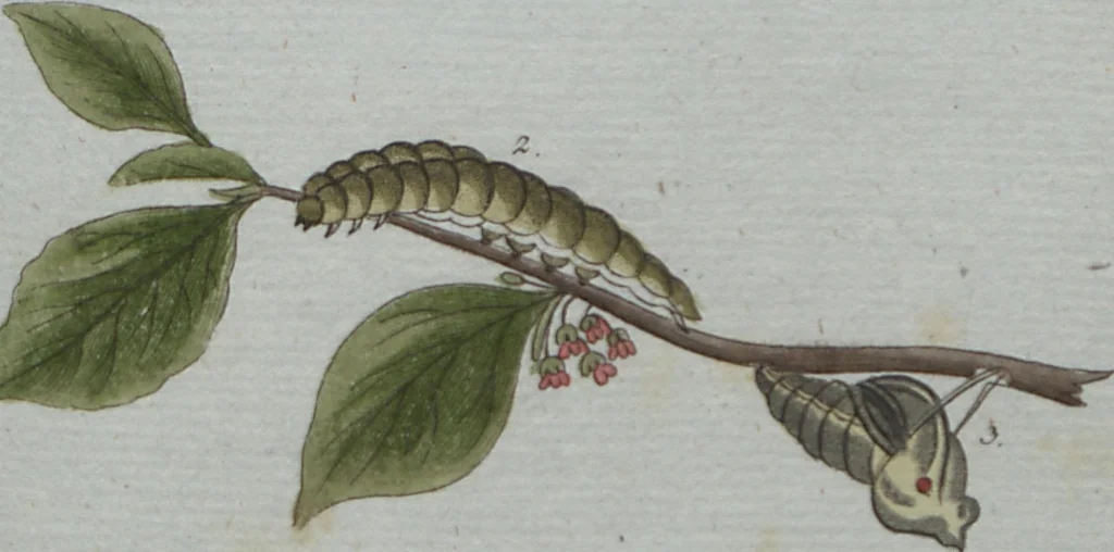 An illustration from (Band 4): Viertes Hundert, 1802, leaf 188