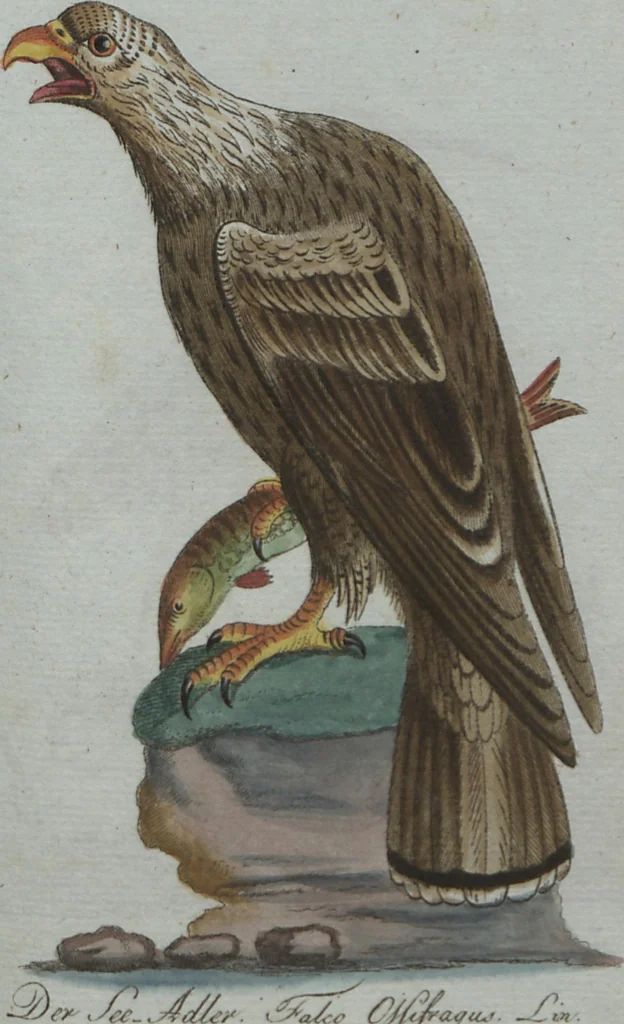 An illustration from (Band 4): Viertes Hundert, 1802, leaf 191