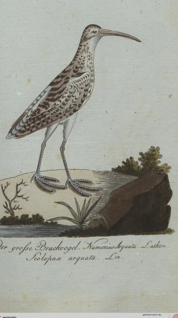 An illustration from (Band 4): Viertes Hundert, 1802, leaf 192