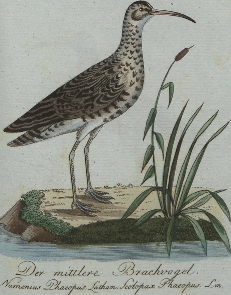 An illustration from (Band 4): Viertes Hundert, 1802, leaf 193