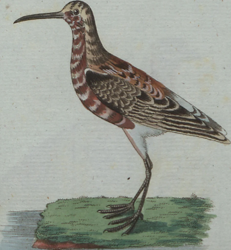 An illustration from (Band 4): Viertes Hundert, 1802, leaf 194