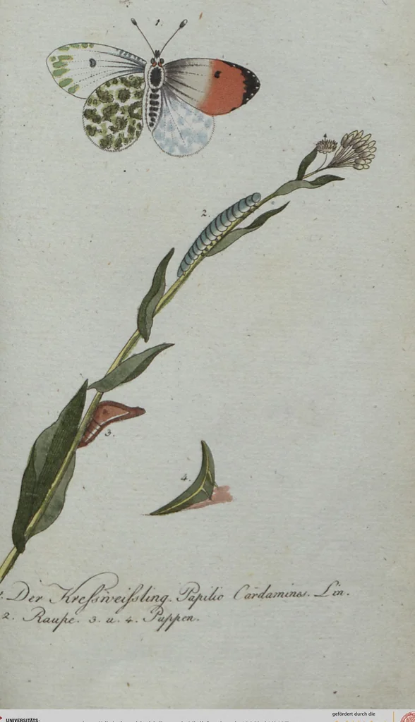 An illustration from (Band 4): Viertes Hundert, 1802, leaf 197